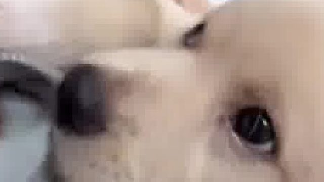 这狗儿乖的很，就是主人有点护食
