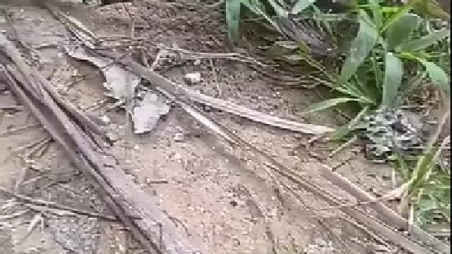 男子骑摩托车上山,没一会就吸引了一大群山蚂蝗过来,连身上和摩托车的缝隙处都挤满了蚂蝗