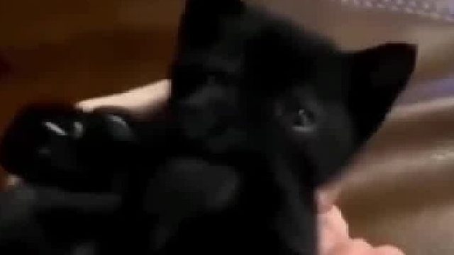 被主人捧手里的小黑​