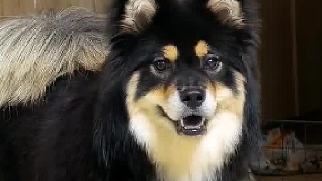 感受一下中华田园犬的颜值