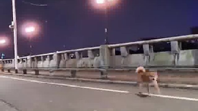 狗主人凌晨在路上遛狗，结果被汽车撞了
