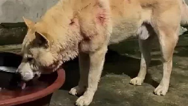 狗子血战归来狂喝水