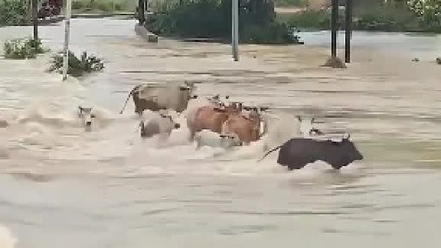 牛：这河今天非过不可，结果全军覆没​
