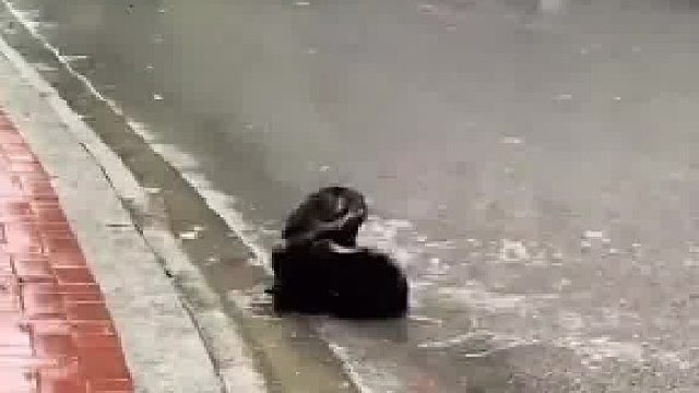 女子拍到两只黑猫在雨中打架,神龙摆尾,过肩摔,招招都是必杀技