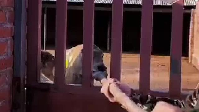 现在养梅花鹿也是高危行业了啊？