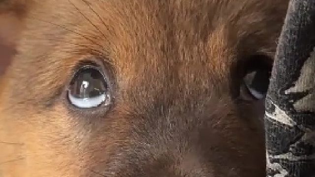小狗露眼白会显得更可爱