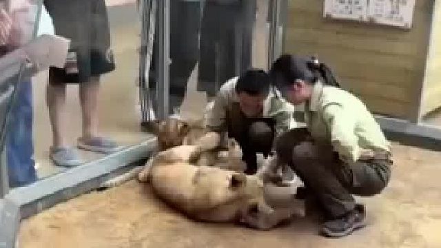 小老虎偷袭饲养员，没想到被一口咬回去疼得龇牙