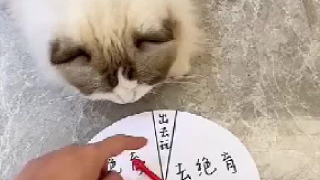 小猫这么选一定有它的道理