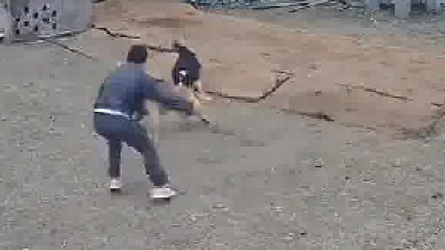 陌生大狗闯入后院内，边牧立马开启护主模式​