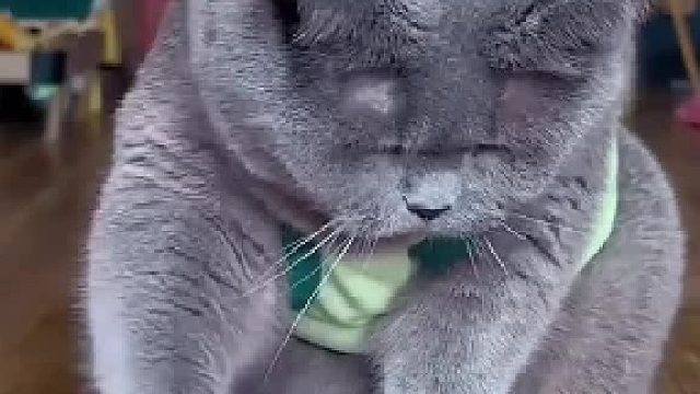 这猫有点实力