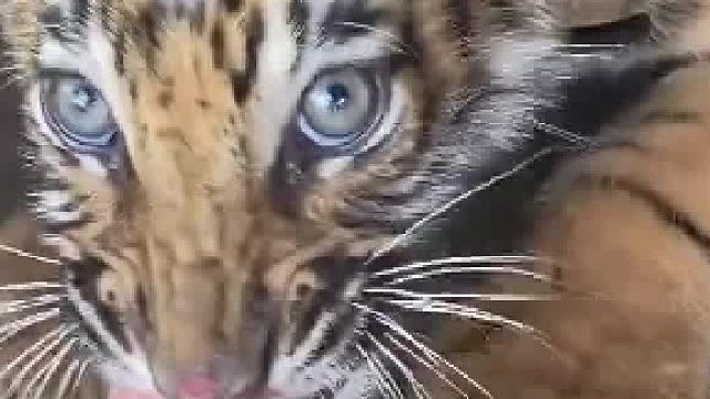 这么小就这么凶了，长大了不得了​
