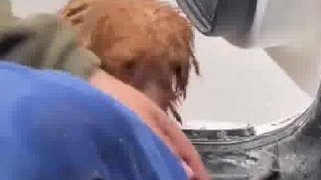 狗狗永远也不会相信主人会抛弃它​