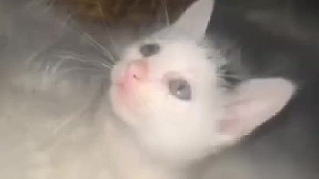 它们以为自己不是猫​