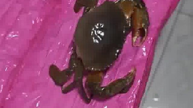 绳子比螃蟹还重呢