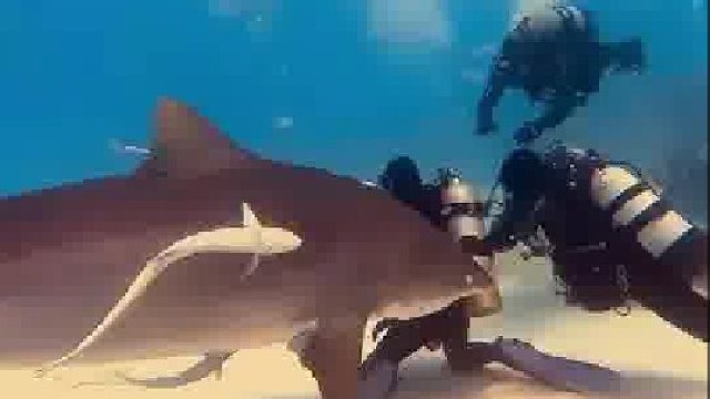 网友在海底潜水时被鲨鱼盯上，教练发现后立马游过来把鲨鱼推开