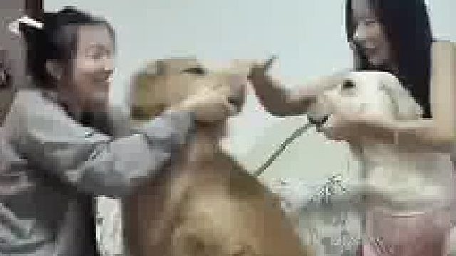 闺蜜带狗子来女子家中玩，两人聊天笑得很开心，狗子却在旁边冷战​
