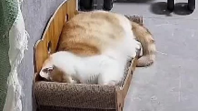 可爱猫咪