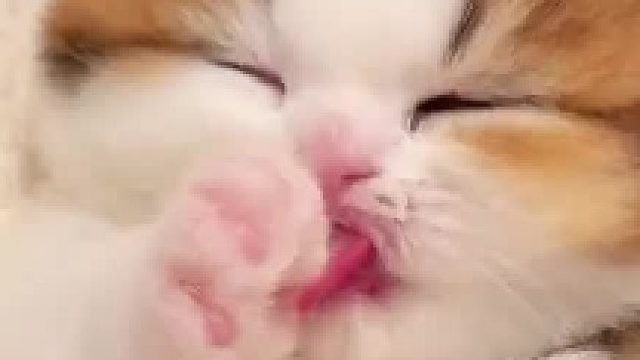 粉粉嫩嫩的小奶猫​