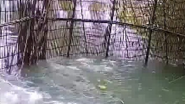 男子用原始方法捕鱼，拉下机关鱼群瞬间沸腾