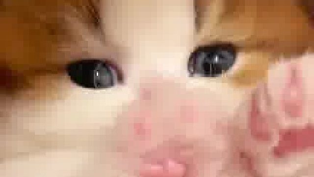 此刻养猫的欲望已经达到了顶峰