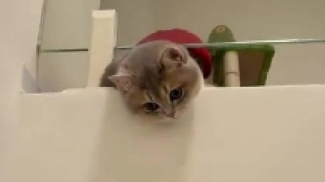 小猫欠欠的​