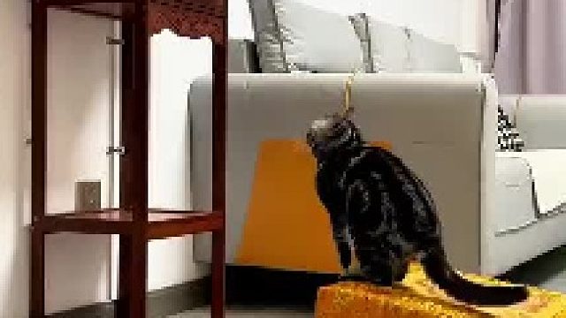 以防你没看过小猫拜佛​