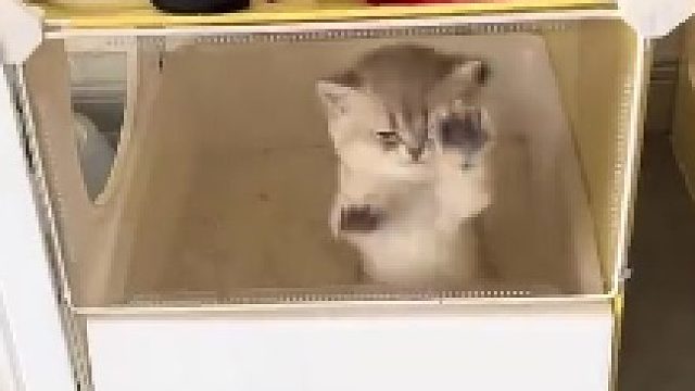 刚到家的猫好像快关不住了