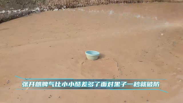张开朗脾气比小小酷差多了面对黑子一秒就破防