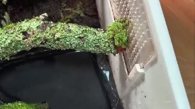 博主晒出自己的植物造景，刚想说蚊子都孵化出来了，下一秒就被树蛙一口吃掉了
