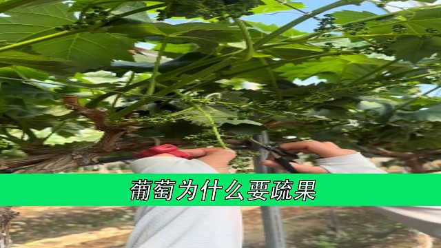葡萄为什么要疏果