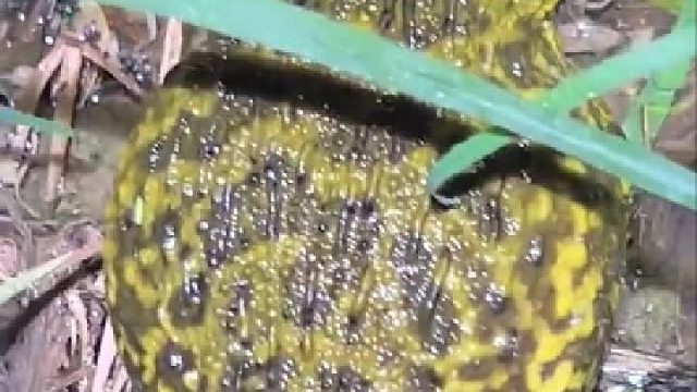 并不是所有的青蛙都可以抓的，要仔细看看