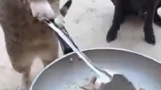 咋还急眼了呢
