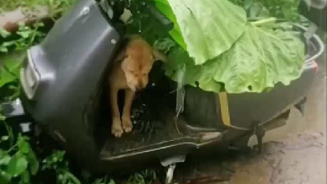 它放心不下你一个人，它很愿意跟着主人一起出门是开心的