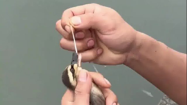 男子游西湖发现小鸭子吞了一根绳子，把小鸭子吸引过来帮它脱困