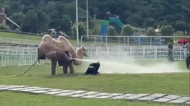 女生发视频称被沈阳骆驼搞破防，自己躺在草地上被骆驼给“浇醒