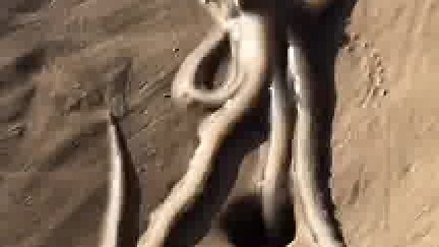 八爪鱼智商太高了，竟然敢抢占青蟹洞​