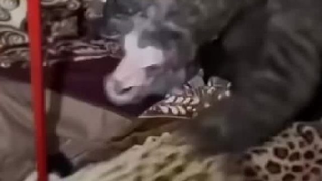 黑哥们惊吓时刻，脸都吓黑了！