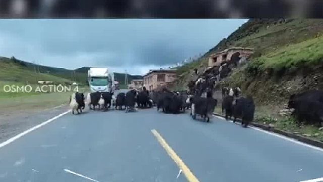 牦牛占道博主骑摩托车轰油门驱赶。网友：20万的机车这一秒值19万！排队车：怎么插队啊 你…这小伙真不错！