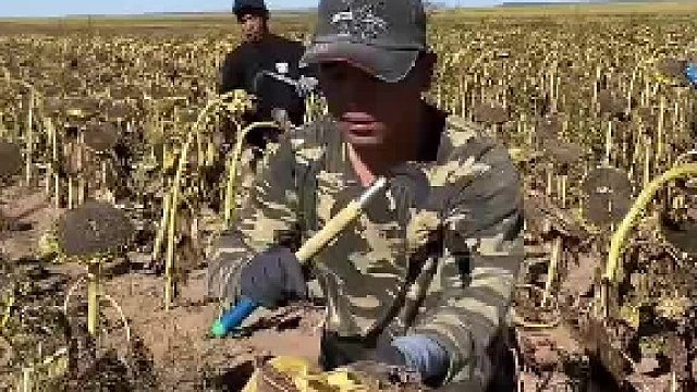 向日葵犯罪团伙集体行刑视频流出