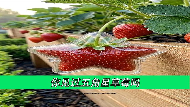 你见过五角星草莓吗
