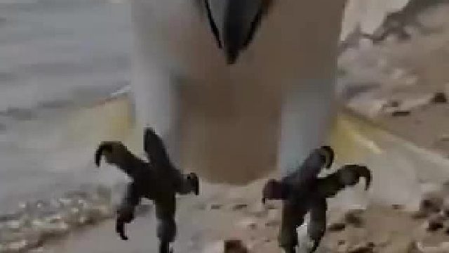 可怜的小狗瘦成了皮包骨​