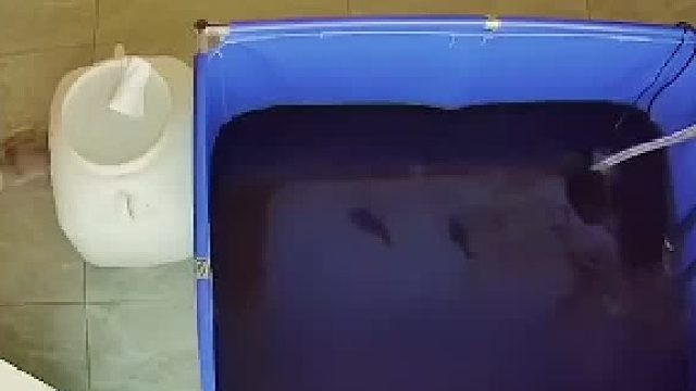 笑死我了，猫真傻