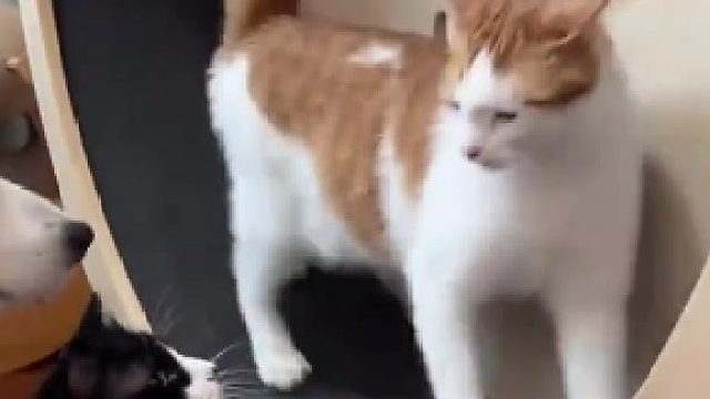 现在小猫约架怎么还带家长啊..还打不过…..​