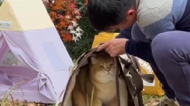 家里装不进包外面掏不出猫​