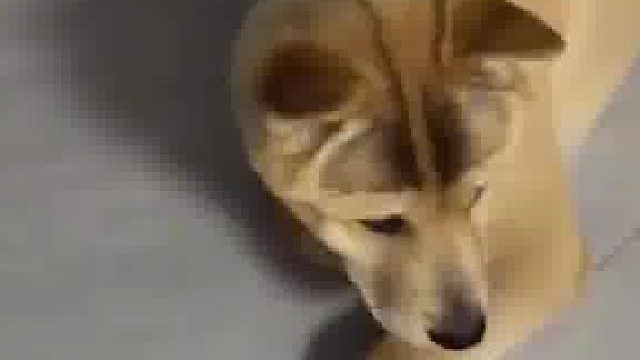 不想养直说​