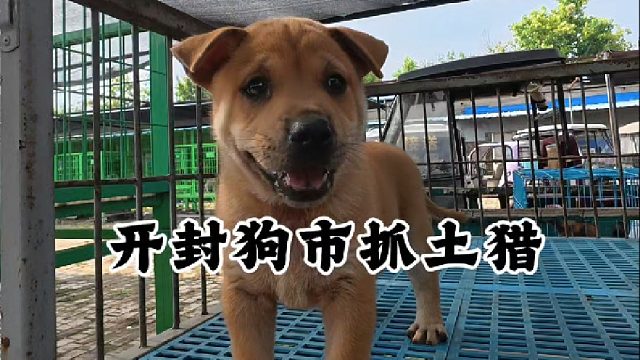 帮杞县粉丝，开封狗市给她抓只大黄狗，让咱粉丝放心养宠不踩雷！