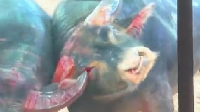 众人组织斗牛比赛，比赛过程牛角直接刺穿对手眼睛