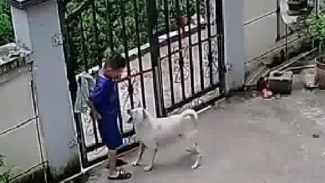 孙子来爷爷家玩被自家狗咬养不熟还炖不熟吗​