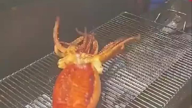 开花大鱿鱼惊艳全网，第一眼没认出来，还以为是什么新物种​