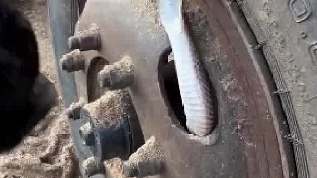 万万没想到轮胎轮毂钻出眼镜蛇​